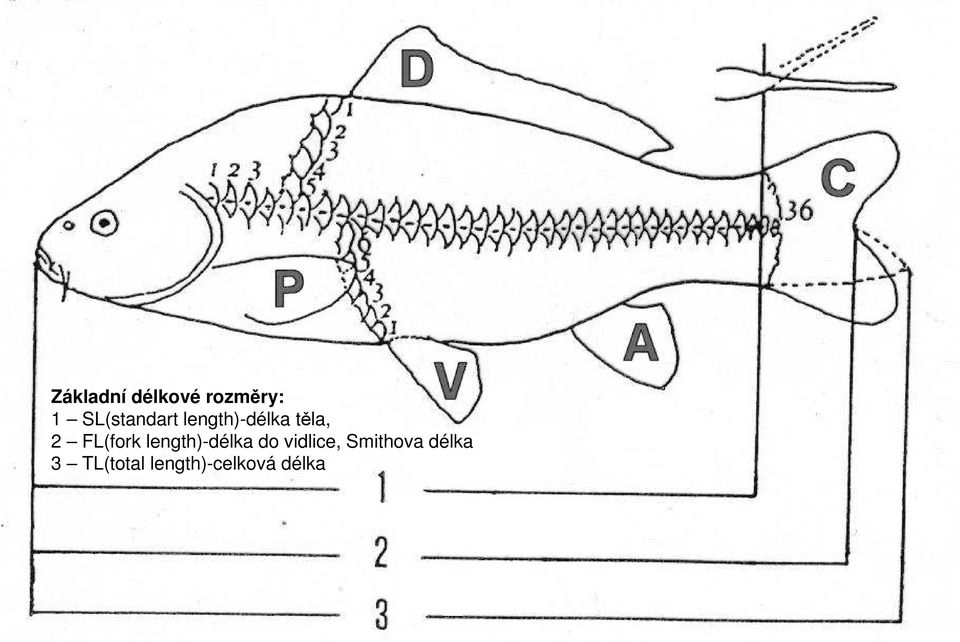 FL(fork length)-délka do vidlice,