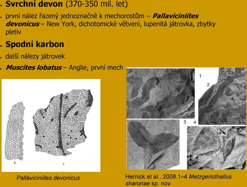 York, dichotomické větvení, lupenitá játrovka, zbytky pletiv Spodní karbon další