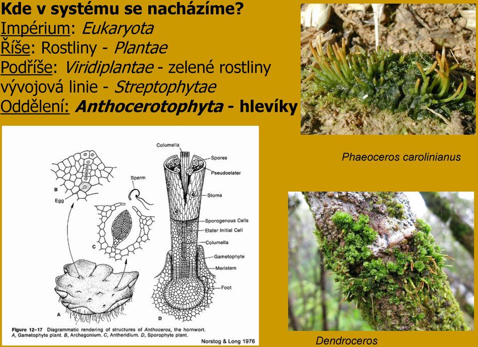 Viridiplantae - zelené rostliny vývojová linie -