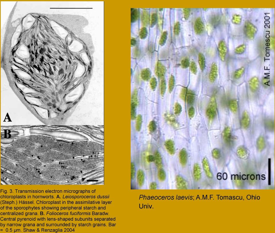 Chloroplast in the assimilative layer of the sporophytes showing peripheral starch and centralized grana. B.