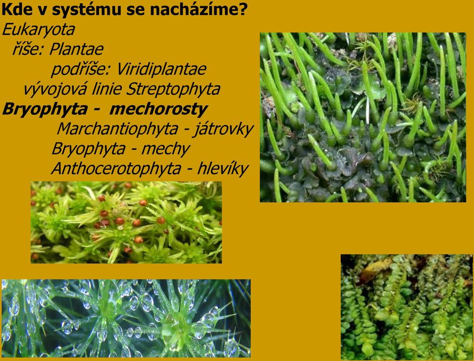 vývojová linie Streptophyta Bryophyta -