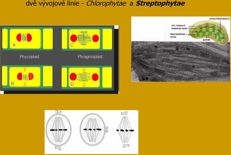 Chlorophytae