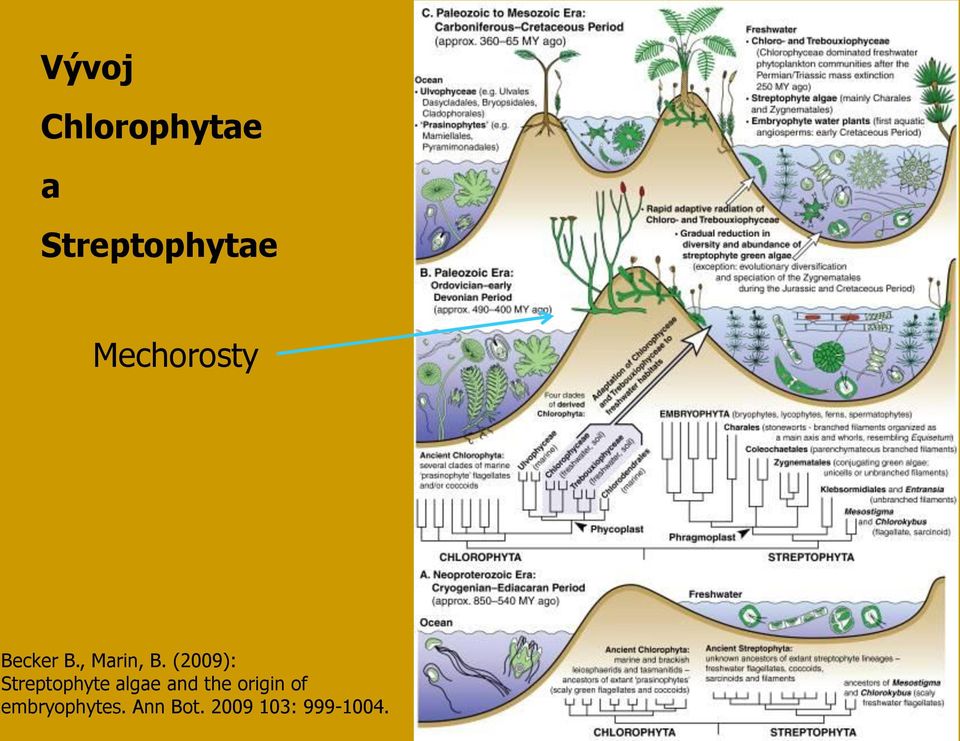 (2009): Streptophyte algae and the