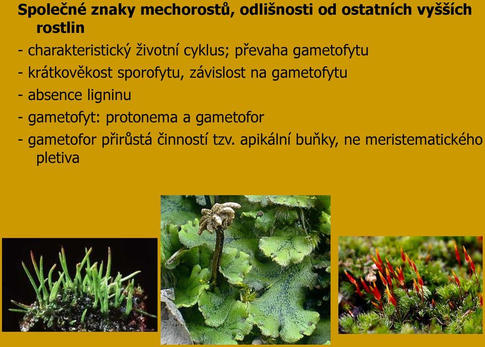 sporofytu, závislost na gametofytu - absence ligninu - gametofyt: protonema