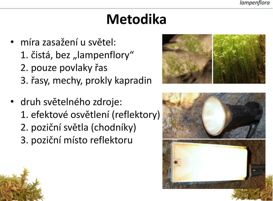 řasy, mechy, prokly kapradin druh světelného zdroje: 1.