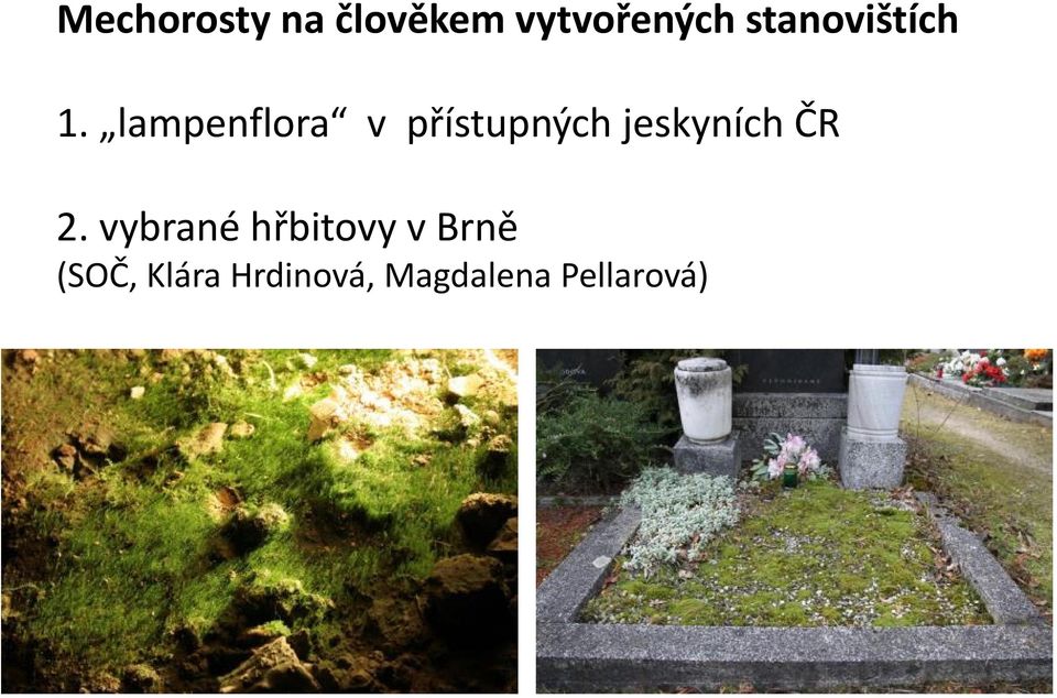 lampenflora v přístupných jeskyních ČR