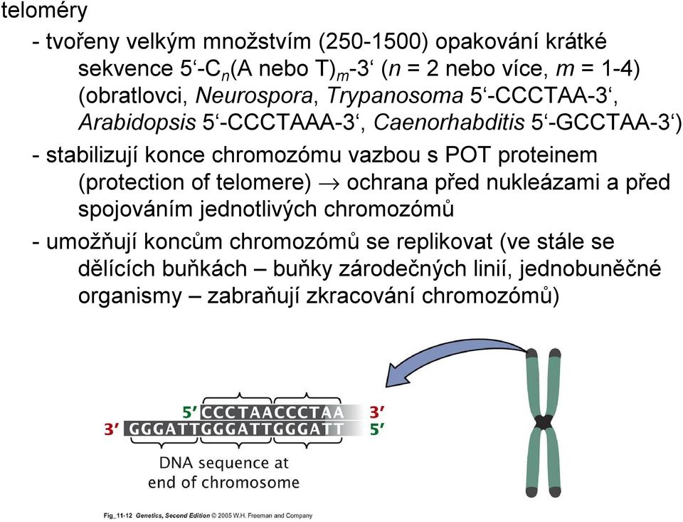 chromozómu vazbou s POT proteinem (protection of telomere) ochrana před nukleázami a před spojováním jednotlivých chromozómů