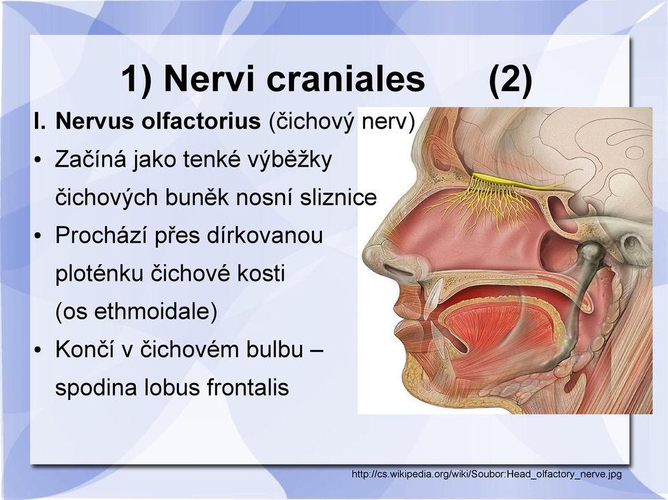 buněk nosní sliznice Prochází přes dírkovanou ploténku čichové kosti