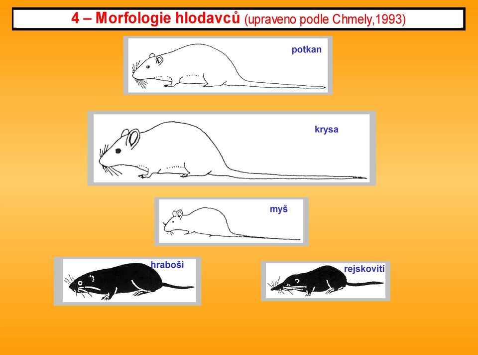 Chmely,1993) potkan
