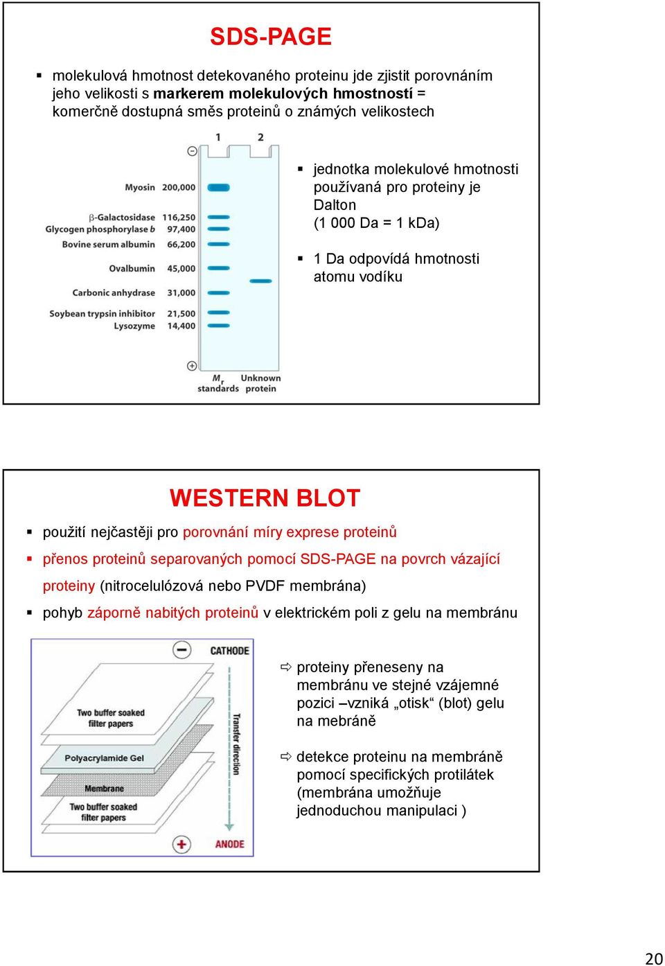 přenos proteinů separovaných pomocí SDS-PAGE na povrch vázající proteiny (nitrocelulózová nebo PVDF membrána) pohyb záporně nabitých proteinů v elektrickém poli z gelu na membránu