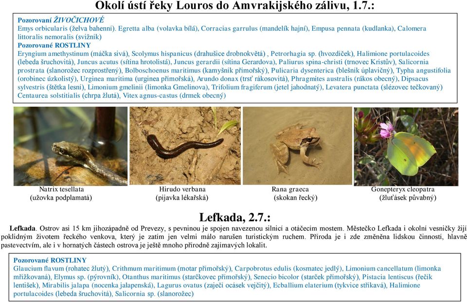 drobnokvětá), Petrorhagia sp.