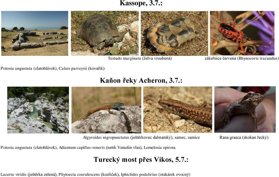 parreysii (kovařík) Kaňon řeky Acheron, 3.7.