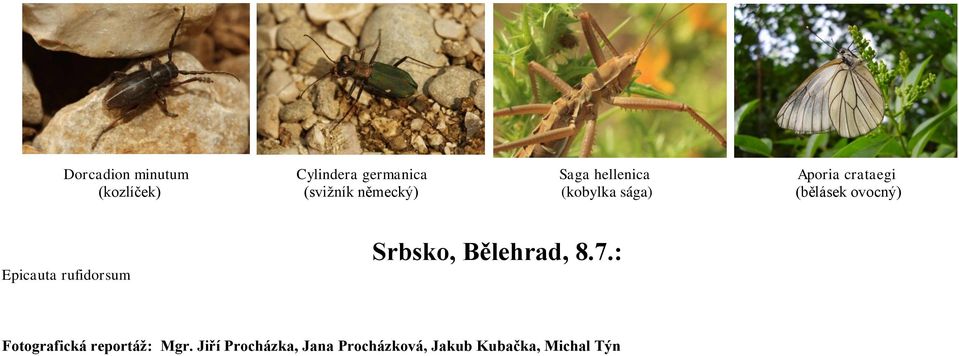 ovocný) Epicauta rufidorsum Srbsko, Bělehrad, 8.7.