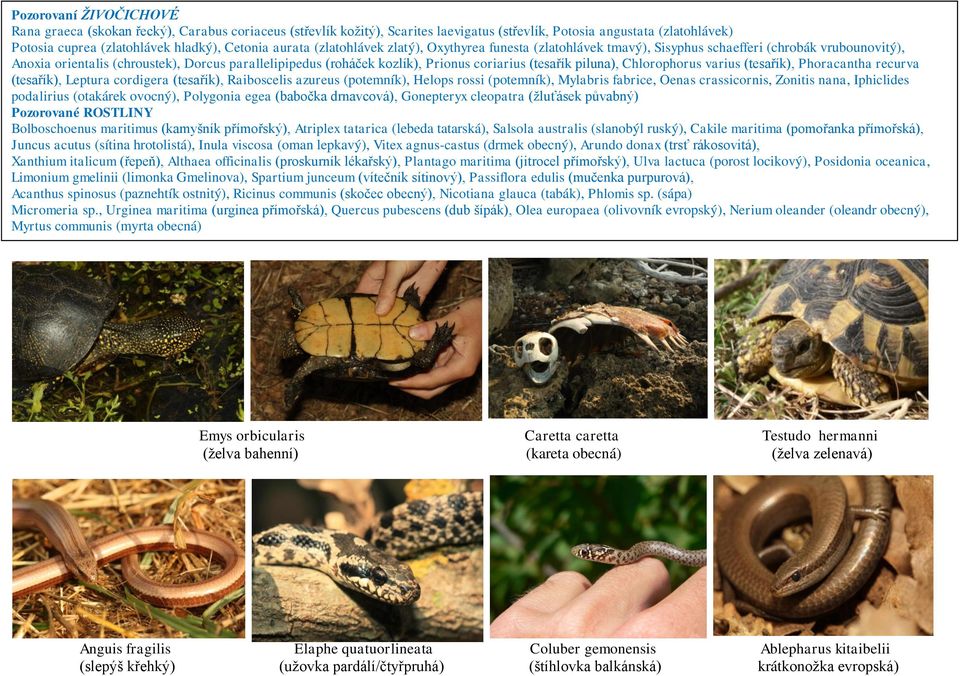 Chlorophorus varius (tesařík), Phoracantha recurva (tesařík), Leptura cordigera (tesařík), Raiboscelis azureus (potemník), Helops rossi (potemník), Mylabris fabrice, Oenas crassicornis, Zonitis nana,