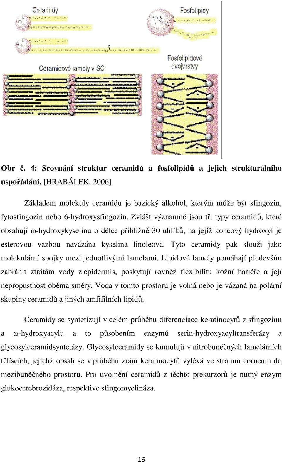 Zvlášt významné jsou tři typy ceramidů, které obsahují ω-hydroxykyselinu o délce přibližně 30 uhlíků, na jejíž koncový hydroxyl je esterovou vazbou navázána kyselina linoleová.