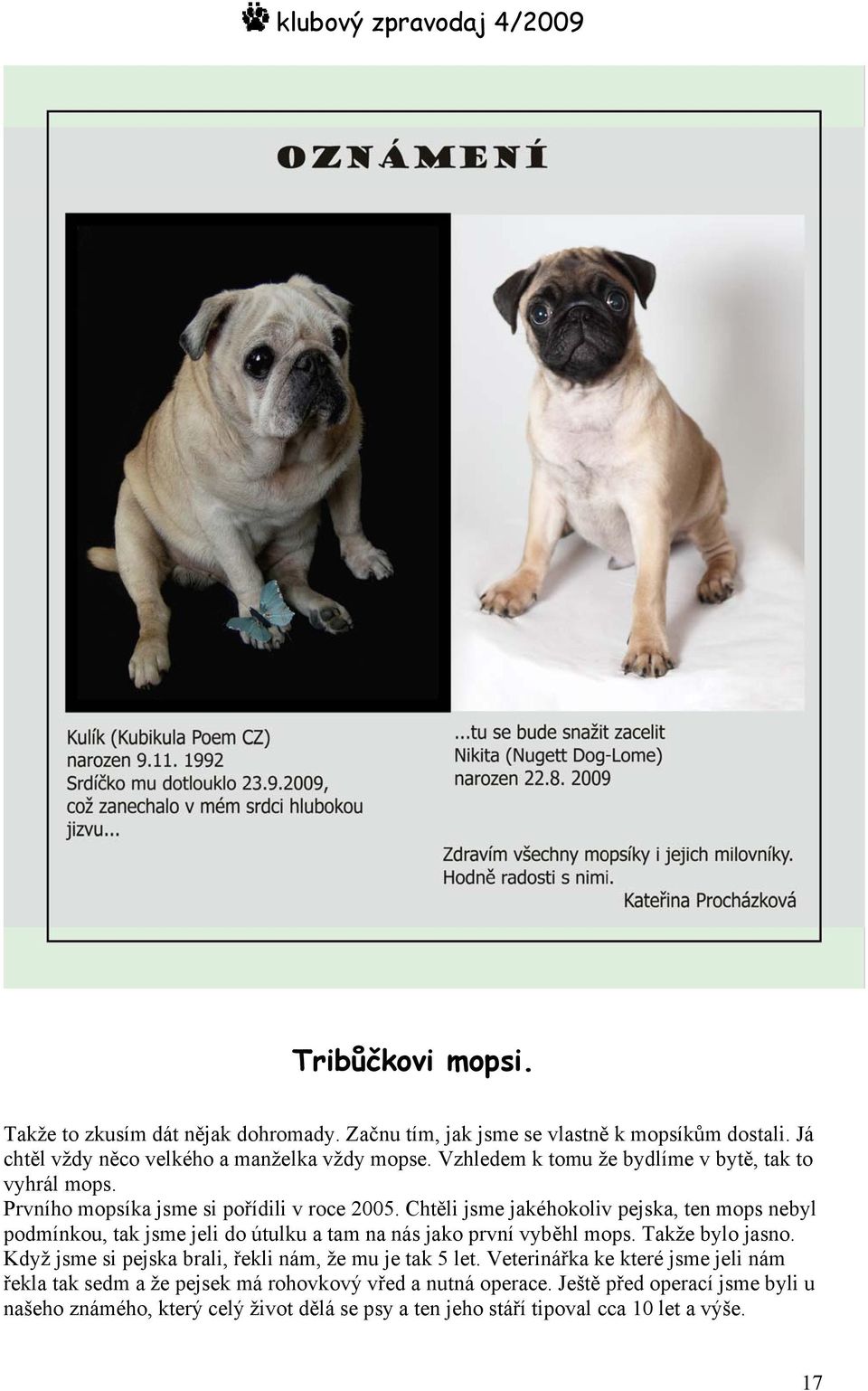 Chtěli jsme jakéhokoliv pejska, ten mops nebyl podmínkou, tak jsme jeli do útulku a tam na nás jako první vyběhl mops. Takže bylo jasno.