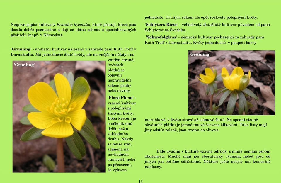 'Schwefelglanz' německý kultivar pocházející ze zahrady paní Ruth Treff z Darmstadtu. Květy jednoduché, v poupěti barvy 'Grünling' unikátní kultivar nalezený v zahradě paní Ruth Treff v Darmstadtu.
