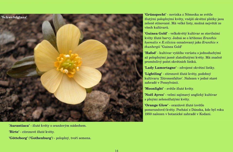 cilicica označovaný jako Eranthis thunbergii 'Guinea Gold' 'Hafod' kultivar vyššího vzrůstu s jednoduchými až poloplnými jasně zlatožlutými květy. Má značně proměnlivý počet okvětních lístků.