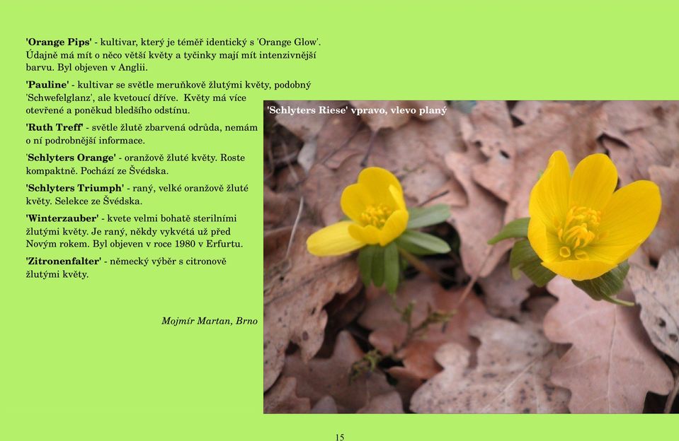 'Schlyters Riese' vpravo, vlevo planý 'Ruth Treff' světle žlutě zbarvená odrůda, nemám o ní podrobnější informace. 'Schlyters Orange' oranžově žluté květy. Roste kompaktně. Pochází ze Švédska.