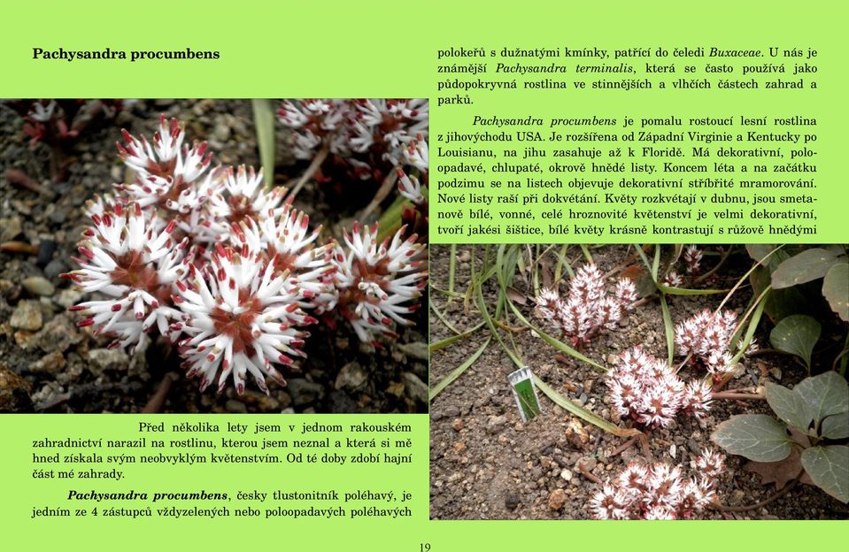 Pachysandra procumbens je pomalu rostoucí lesní rostlina z jihovýchodu USA. Je rozšířena od Západní Virginie a Kentucky po Louisianu, na jihu zasahuje až k Floridě.