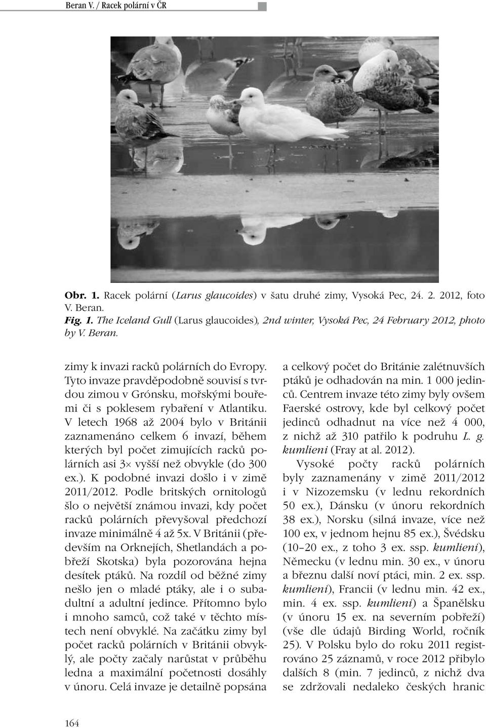 V letech 1968 až 2004 bylo v Británii zaznamenáno celkem 6 invazí, během kterých byl počet zimujících racků polárních asi 3 vyšší než obvykle (do 300 ex.). K podobné invazi došlo i v zimě 2011/2012.