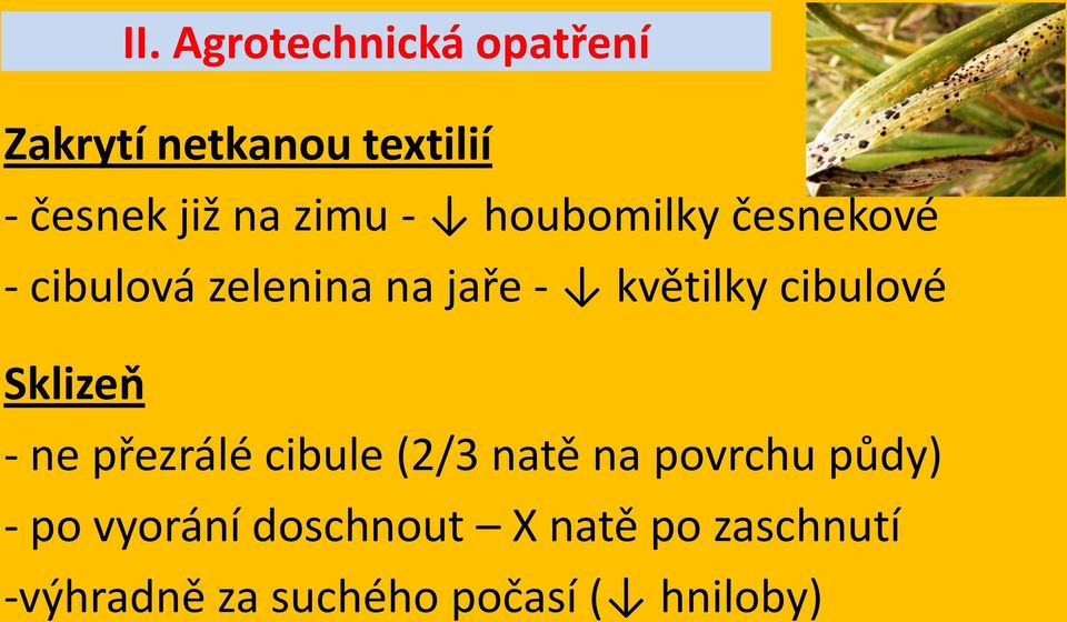 cibulové Sklizeň - ne přezrálé cibule (2/3 natě na povrchu půdy) - po