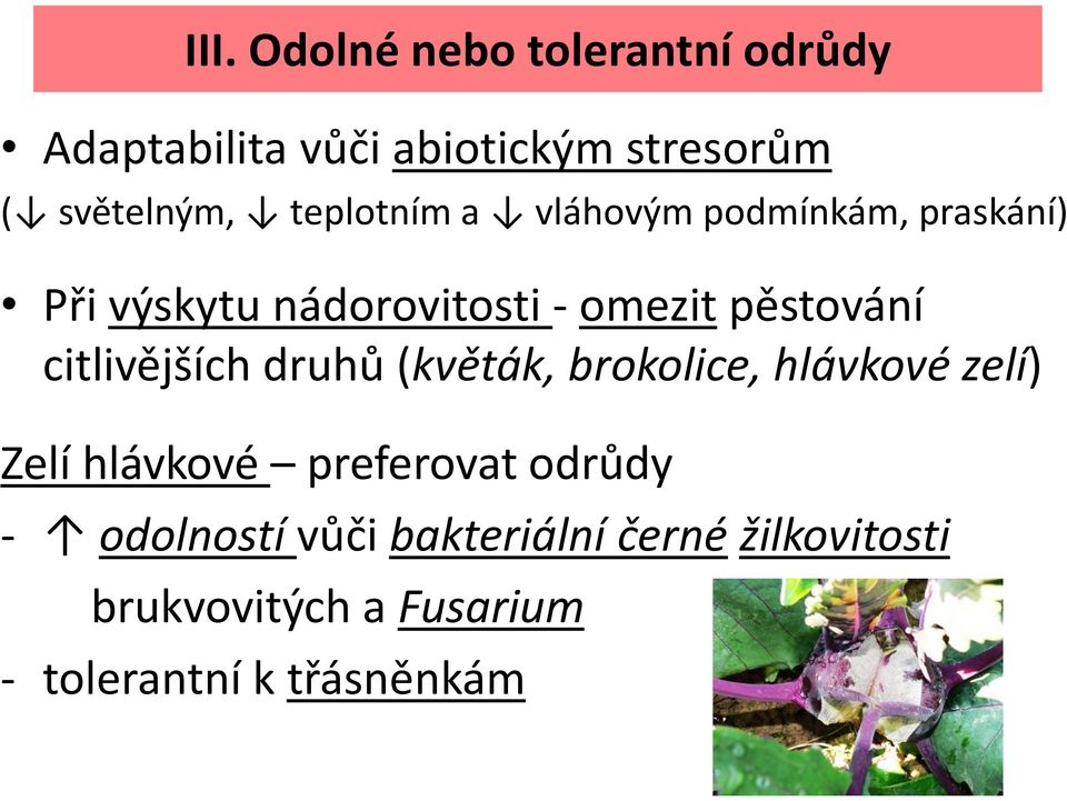 citlivějších druhů (květák, brokolice, hlávkové zelí) Zelí hlávkové preferovat odrůdy -