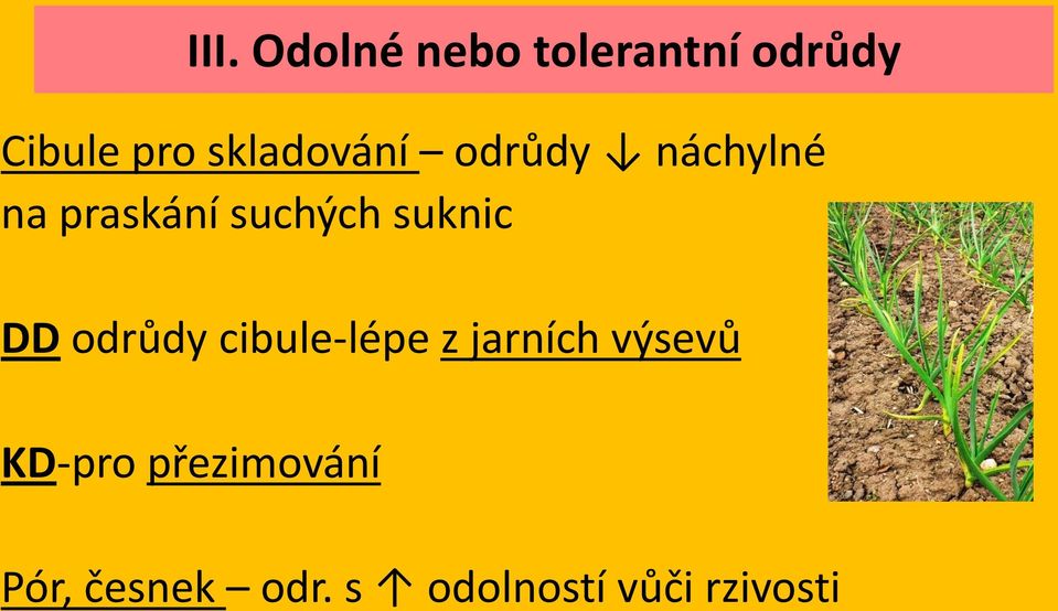 suknic DD odrůdy cibule-lépe z jarních výsevů