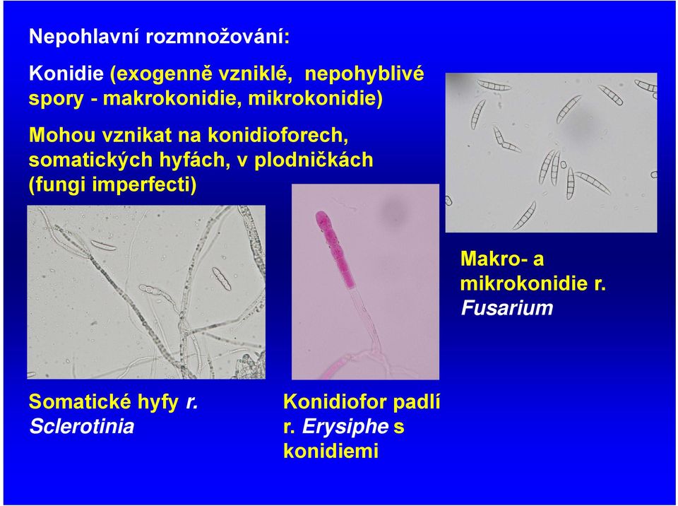 hyfách, v plodničkách (fungi imperfecti) Makro- a mikrokonidie r.