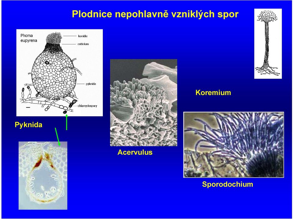 vzniklých spor