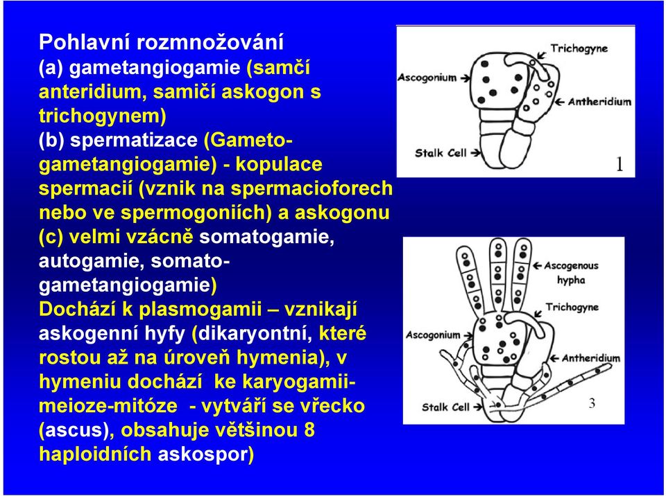 somatogamie, autogamie, somatogametangiogamie) Dochází k plasmogamii vznikají askogenní hyfy (dikaryontní, které rostou