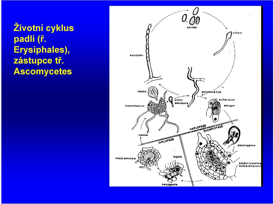 Erysiphales),