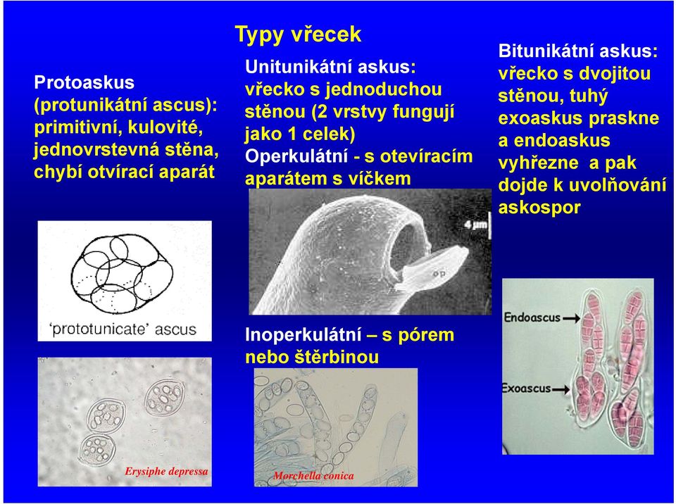 otevíracím aparátem s víčkem Bitunikátní askus: vřecko s dvojitou stěnou, tuhý exoaskus praskne a