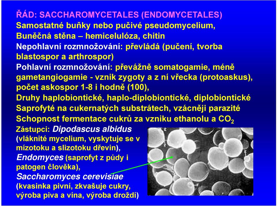 haplo-diplobiontické, diplobiontické Saprofyté na cukernatých substrátech, vzácněji parazité Schopnost fermentace cukrů za vzniku ethanolu a CO 2 Zástupci: Dipodascus albidus (vláknité