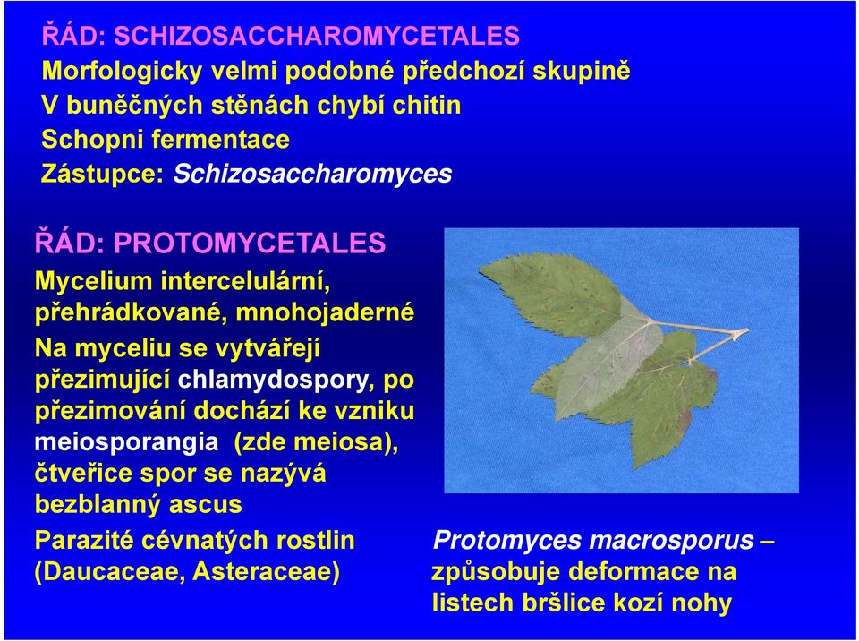 vytvářejí přezimující chlamydospory, po přezimování dochází ke vzniku meiosporangia (zde meiosa), čtveřice spor se nazývá