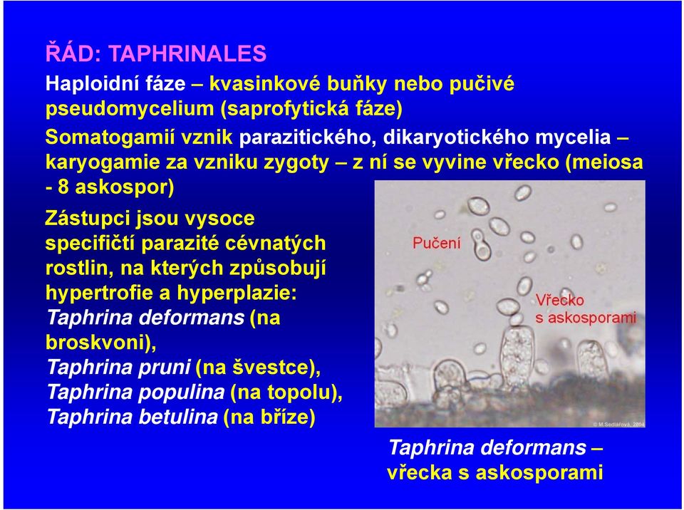 vysoce specifičtí parazité cévnatých rostlin, na kterých způsobují hypertrofie a hyperplazie: Taphrina deformans (na