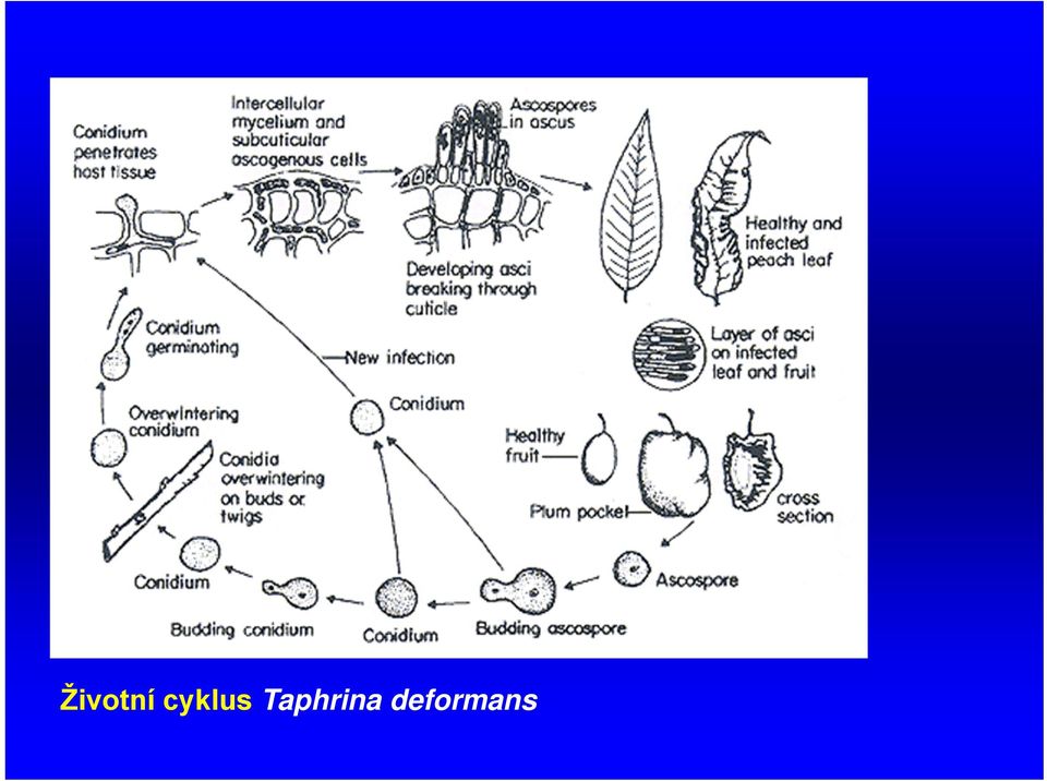 Taphrina