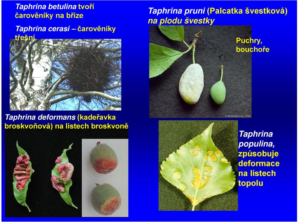 švestky Puchry, bouchoře Taphrina deformans (kadeřavka