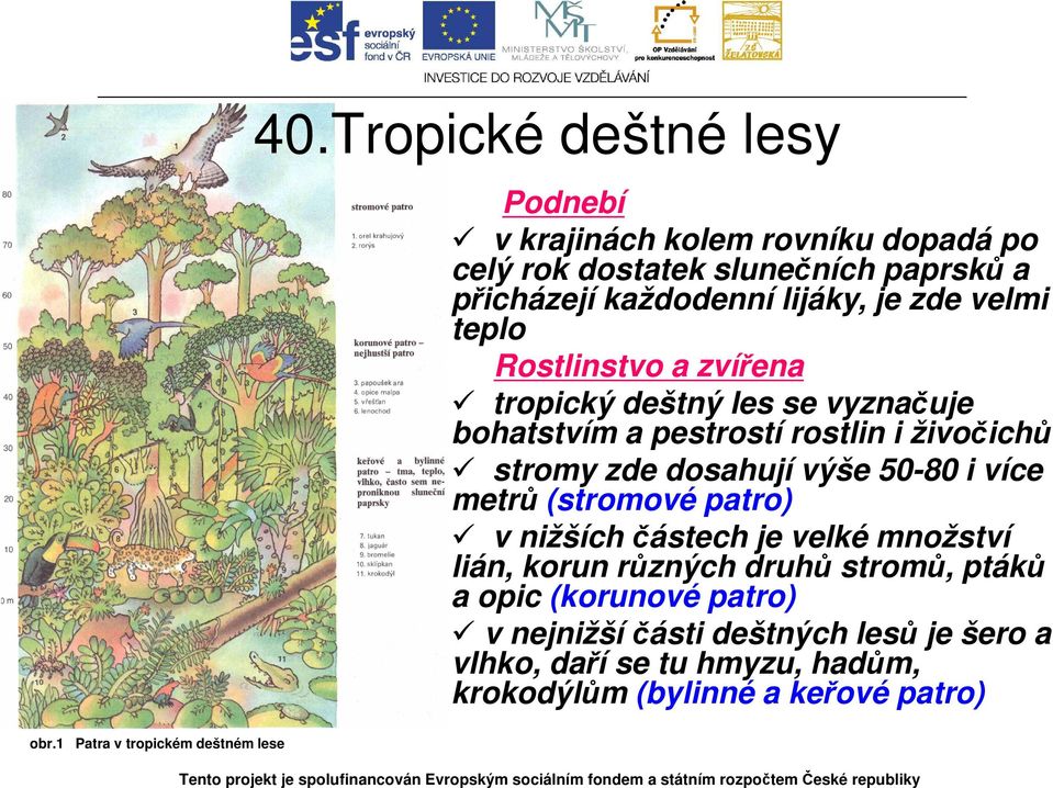 zde velmi teplo Rostlinstvo a zvířena tropický deštný les se vyznačuje bohatstvím a pestrostí rostlin i živočichů stromy zde dosahují výše