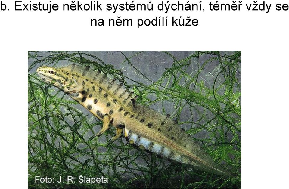 dýchání, téměř