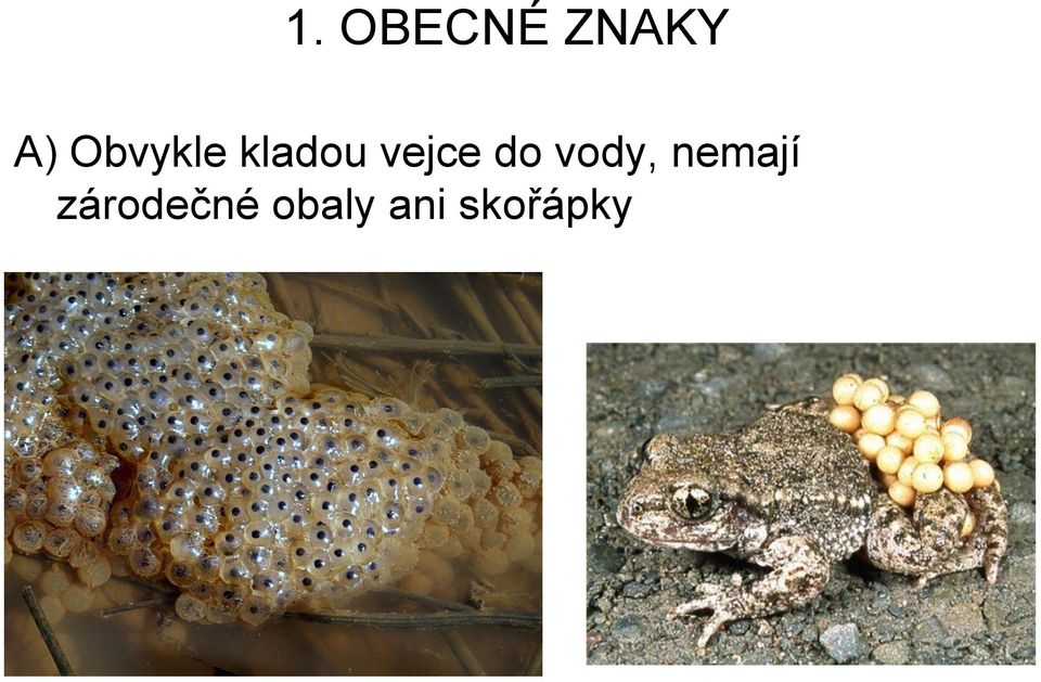 do vody, nemají