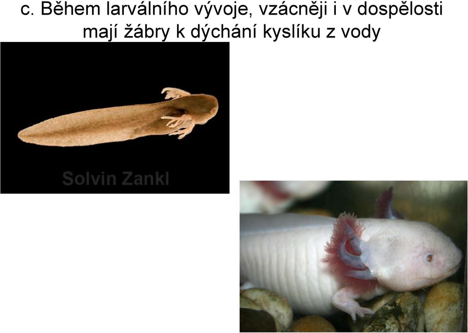 dospělosti mají žábry