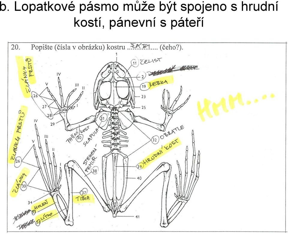 spojeno s hrudní