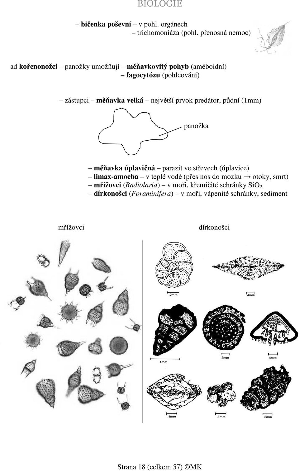 velká největší prvok predátor, půdní (1mm) panožka měňavka úplavičná parazit ve střevech (úplavice) limax-amoeba v teplé