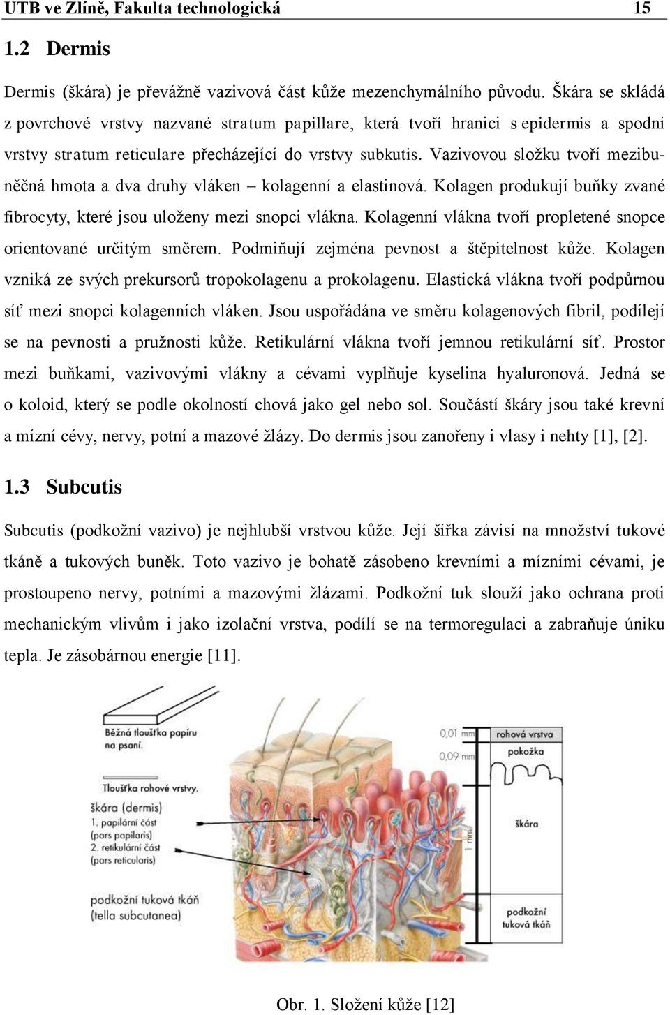 Vazivovou sloţku tvoří mezibuněčná hmota a dva druhy vláken kolagenní a elastinová. Kolagen produkují buňky zvané fibrocyty, které jsou uloţeny mezi snopci vlákna.