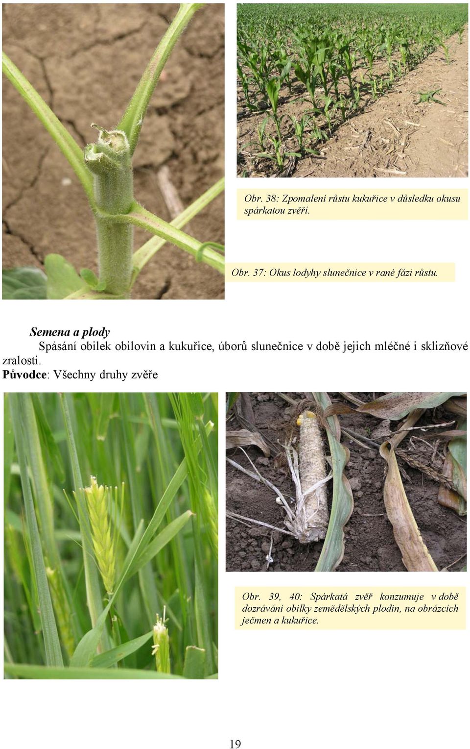 Semena a plody Spásání obilek obilovin a kukuřice, úborů slunečnice v době jejich mléčné i