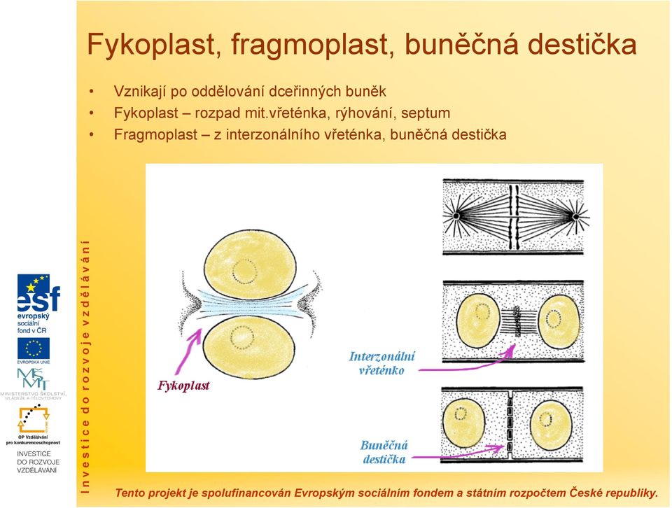 Fykoplast rozpad mit.