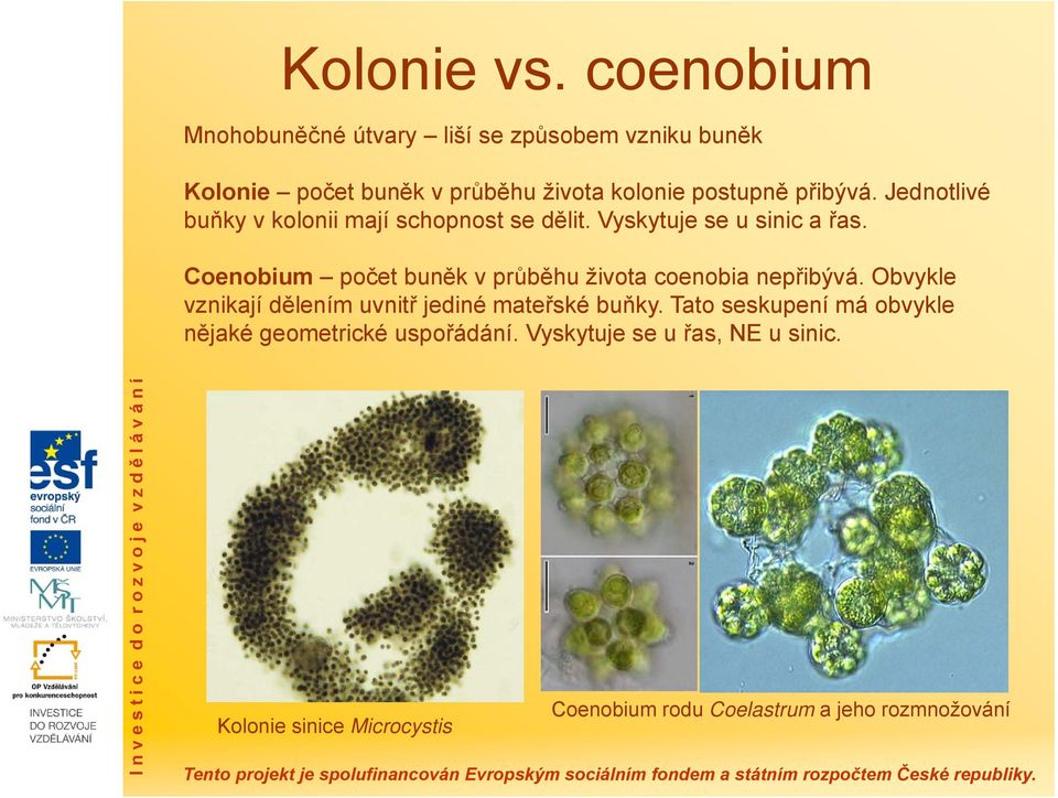 Jednotlivé buňky v kolonii mají schopnost se dělit. Vyskytuje se u sinic a řas.