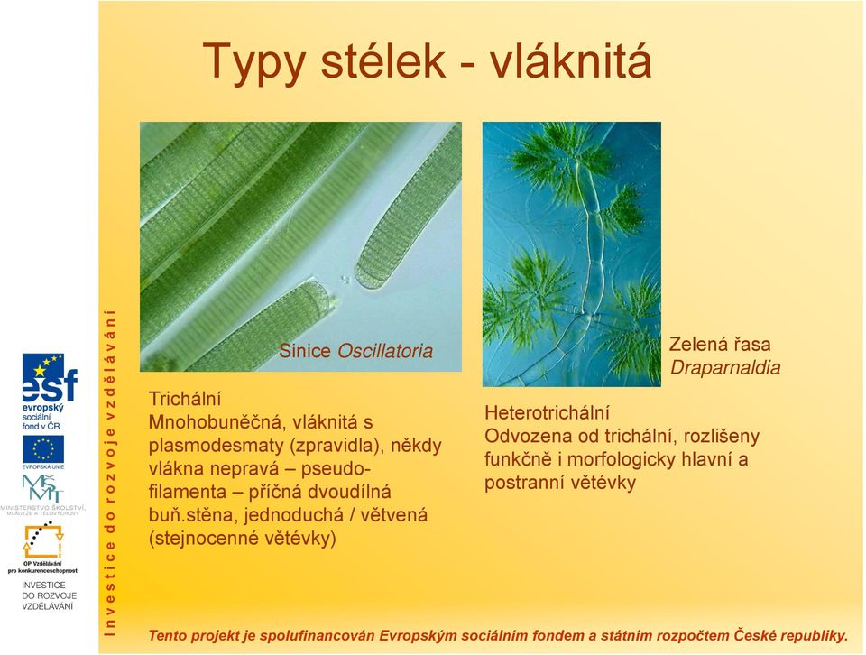 buň.stěna, jednoduchá / větvená (stejnocenné větévky) Zelená řasa Draparnaldia