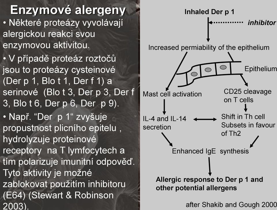 Der p 1 zvyšuje propustnost plicního epitelu, hydrolyzuje proteinové receptory na T lymfocytech a tím polarizuje imunitní odpověď.